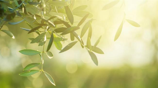 Αρχαία Ολυμπία: Η ΔΕΗ ενισχύει τις προσπάθειες αποκατάστασης των ελαιώνων