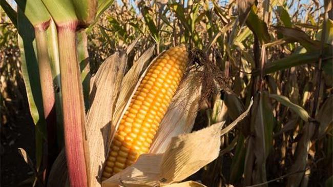 USDA: Προβλέπει μειωμένη καλλιεργούμενη έκταση το 2024