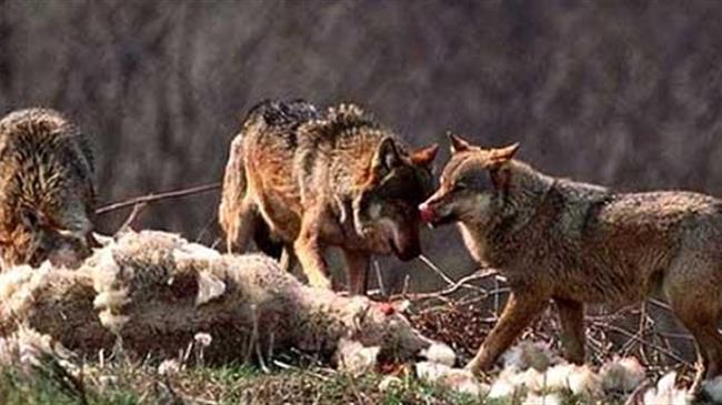 Πήλιο: Αγέλη λύκων επιτέθηκε σε κτηνοτρόφο