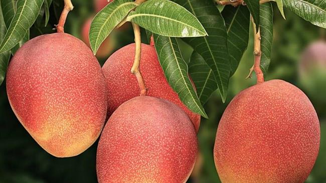 Νότια Ιταλία: Καλλιέργειες τροπικών φρούτων, λόγω της κλιματικής αλλαγής