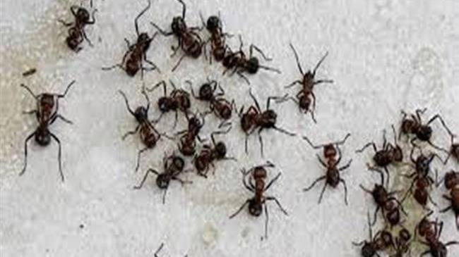 Πόσα μυρμήγκια υπάρχουν στη Γη;