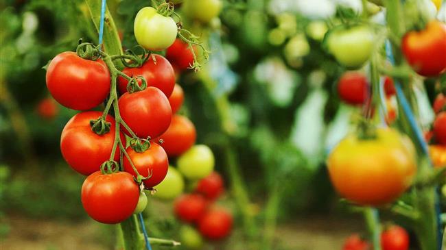 Ενισχύσεις ύψους 2,1 εκατ. ευρώ σε παραγωγούς Έβρου και Ημαθίας λόγω απώλειας εισοδήματος