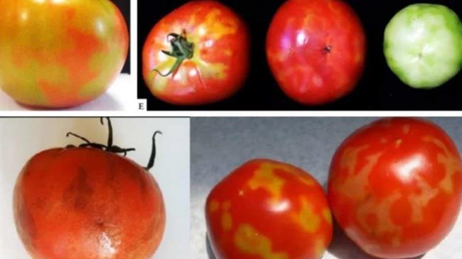 Πελοπόννησος: Πρώτη φορά ο ιός της καστανής ρυτίδωσης «χτύπησε» τις καλλιέργειες τομάτας