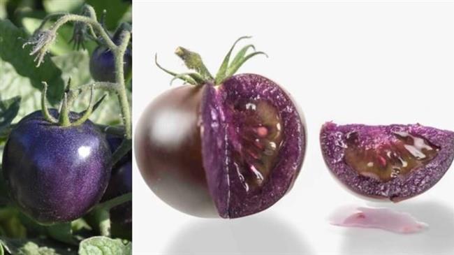 Έρχονται οι μωβ ντομάτες: Γενετικά τροποποιημένες με αντιοξειδωτικά των super foods