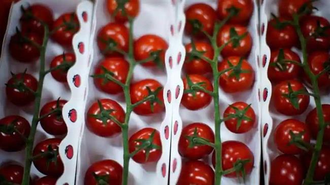 Οι αγρότες προειδοποιούν: Το κέτσαπ και η σάλτσα ζυμαρικών μπορεί να είναι σύντομα σε έλλειψη