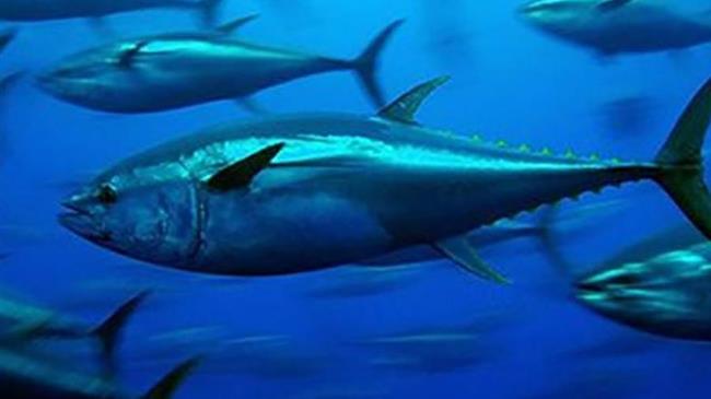 Shark Conservation Advances at International Atlantic Tuna Conference