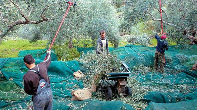 Εργάτες γης: Εργασία στον πρωτογενή τομέα