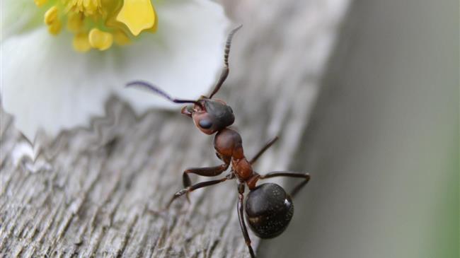 Έρευνα αποκαλύπτει ότι τα μυρμήγκια μπορούν να είναι αποτελεσματικότερα από τα φυτοφάρμακα