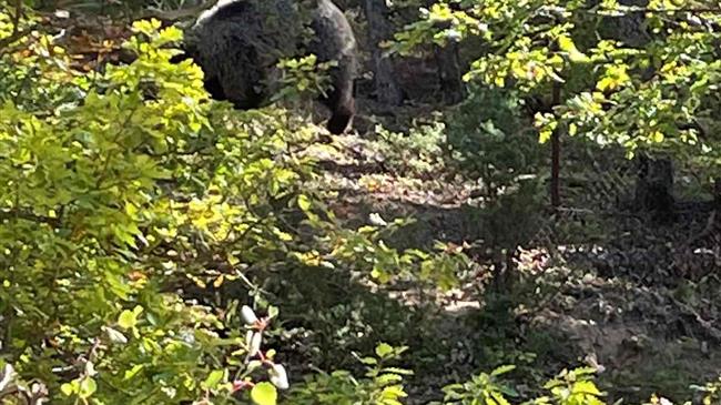 Απελευθέρωση αρκούδας από την Ομάδα Άμεσης Επέμβασης της Περιφερειακής Ενότητας Φλώρινας