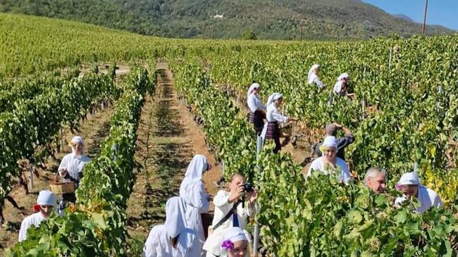 Αναπαράσταση παραδοσιακού τρύγου επισκέψεις σε οινοποιεία