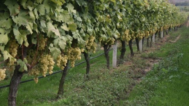 Θεσσαλονίκη: Λίπασμα με οινολάσπη αντί για χημικά λιπάσματα, με οφέλη για την κλιματική αλλαγή