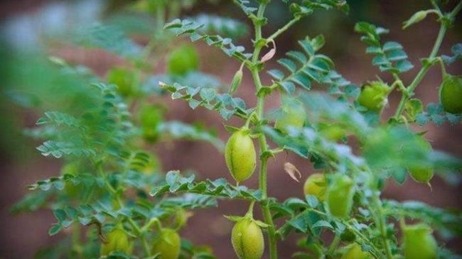 Εμμανουήλ Φράγκος: Έλληνες ρεβιθοπαραγωγοί σε καθεστώς πρόσκαιρης συντήρησης