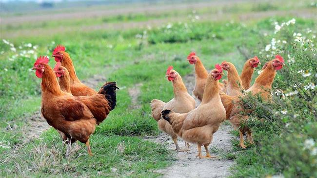 Ολλανδία: Στον σφαγιασμό άλλων 300.000 πουλερικών θα προχωρήσουν οι αρχές εν μέσω επιδημίας γρίπης των πτηνών