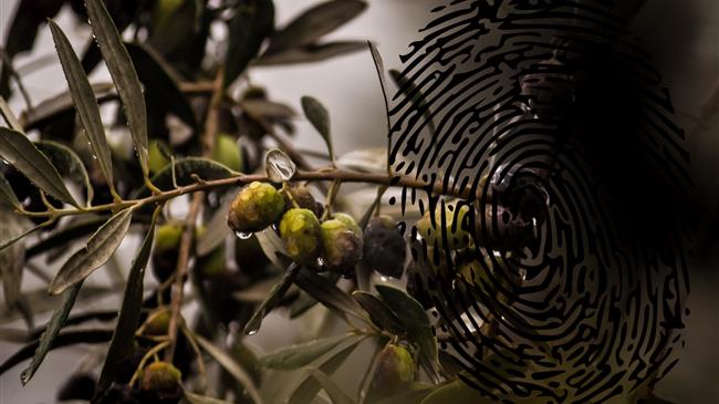 Ελαιόλαδο: Με μειωμένη παραγωγή οι χώρες της Μεσογείου - Ρυθμιστής των εξελίξεων η Ελλάδα