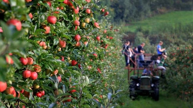 Μεικτή η εικόνα στις παραγωγές αγροτικών προϊόντων στην Ε.Ε. την περίοδο 2022/23