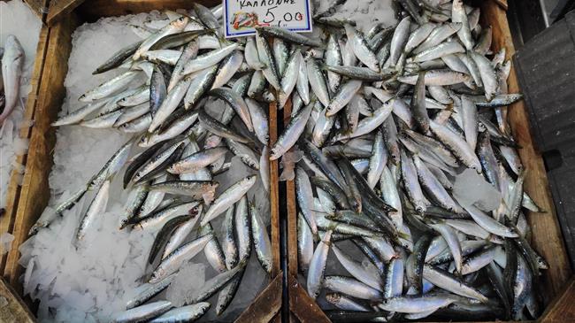 Μυτιλήνη: Παπαλίνα (σαρδέλα) και χάβαρα (όστρακα) κάνουν τους νέους να ασχοληθούν με την αλιεία