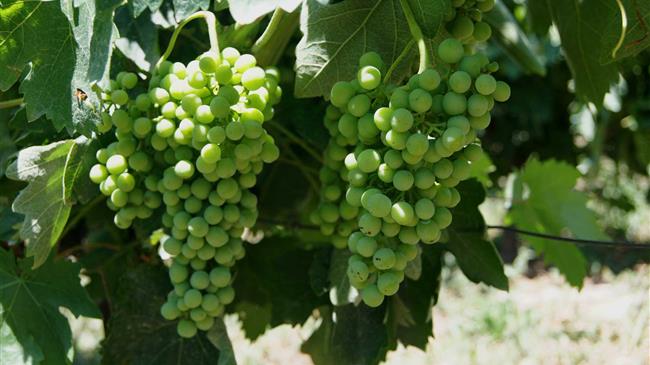 «Να προστατευθεί και να αναδειχθεί το Σαββατιανό»