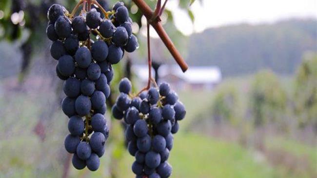 Τρύγος 2022 Σάμος: Οι ευνοϊκές κλιματολογικές συνθήκες, συνέβαλλαν σε μια εξαιρετική χρονιά και στο πλούσιο αρωματικό δυναμικό του μοσχάτου