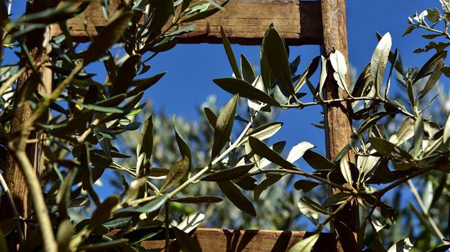 Thermal treatment against Xylella fastidiosa: positive results on new plant species