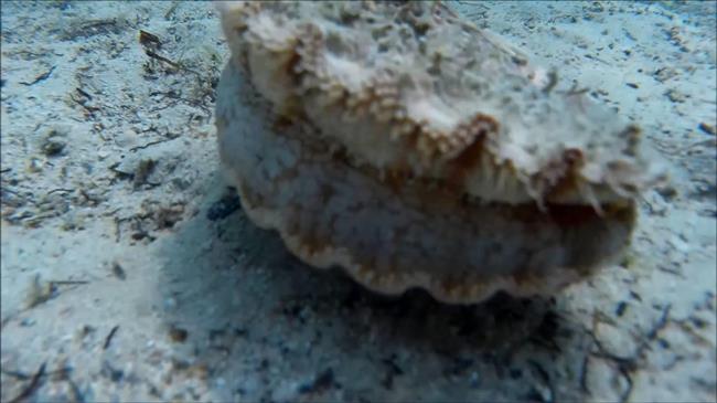 Βουλγαρία: Γέμισαν χτένια οι ακτές στη Μαύρη Θάλασσα μετά από 5.000 χρόνια!