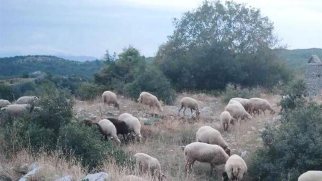 Καινοτόμες ηχοτοπικές εφαρμογές οδηγούν στη δημιουργία νέου αγροτουριστικού προϊόντος - Η περίπτωση του Ζαγορίου στην Ήπειρο