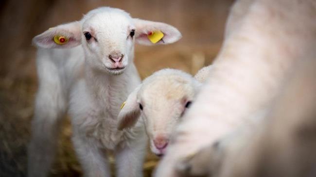 Υποβολή αίτησης διατήρησης κτηνοτροφικής εγκατάστασης εντός οικισμών έως 30/09/2024!