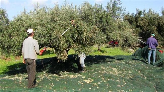 Κρήτη: Λείπουν τουλάχιστον 15.000 εργάτες γης