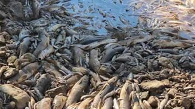 ΠΡΑΣΙΝΟ ΚΙΝΗΜΑ: Εικόνες Ντροπής στην Ήπειρο, στον ποταμό Λούρο