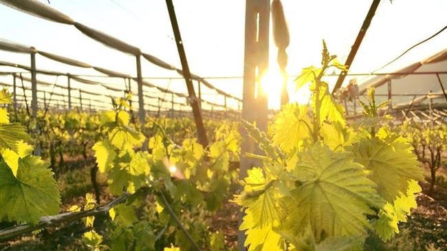 Χ. Ζεϊμπέκ: Για τον αποκλεισμό των αμπελουργών της Ξάνθης από το Μέτρο 23