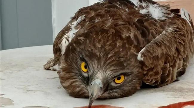 Πρόσκοποι της Λέσβου διέσωσαν σπάνιο αρπακτικό πτηνό