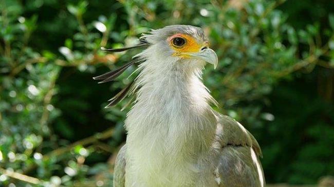 Βελτίωση των κανονισμών της ΕΕ για τα άγρια και εξωτικά ζώα που προορίζονται ως ζώα συντροφιάς στην Ευρωπαϊκή Ένωση