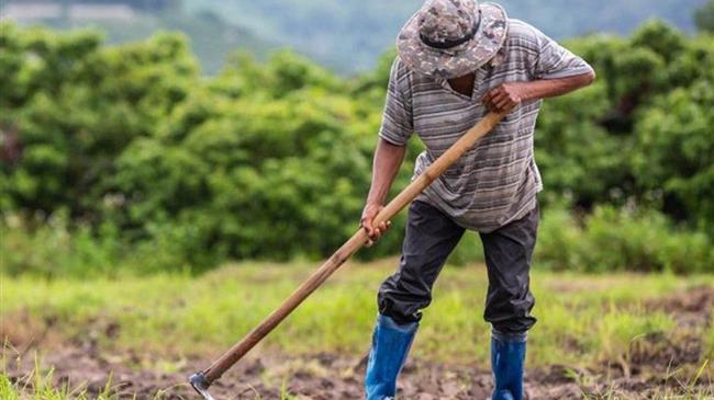 Γεωργία Ακριβείας: Δίνει επιπλέον 70.000 ευρώ ανά χίλια στρέμματα στους ορυζοπαραγωγούς