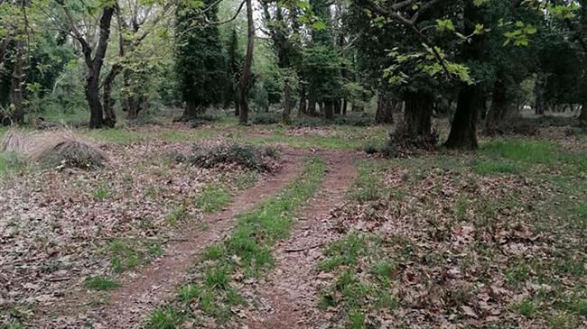 Λαμία: Θανατηφόρα ασθένεια "θερίζει" υπεραιωνόβια πλατάνια