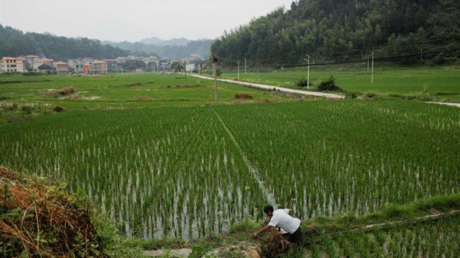 Οι ερευνητές ανακαλύπτουν «σωτήρα» για απειλούμενες καλλιέργειες ρυζιού