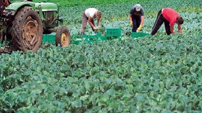 Οι κτηνοτρόφοι προειδοποιούν για τους εργάτες γης: Αν μειωθεί η παραγωγή, θα ανέβουν οι τιμές