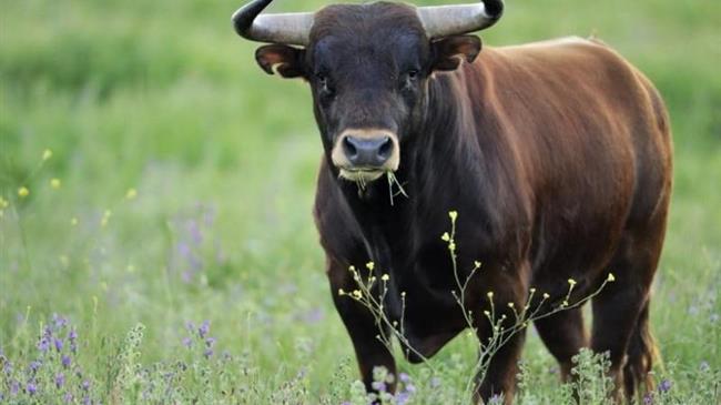 Corrida: Το ηθικό δίλημμα των επιδοτήσεων της ΕΕ προς τους εκτροφείς ταύρων μάχης
