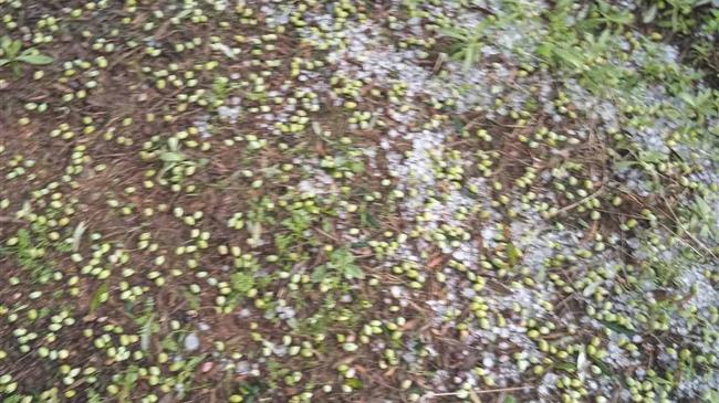 Χαλαζόπτωση-σοκ στη Λάρισα: Χιλιάδες στρέμματα καταστράφηκαν