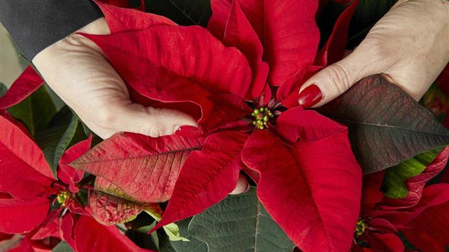 Αλεξανδρινό: Η εποχή του έφτασε!