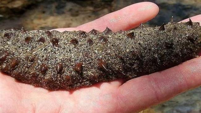 Κατασχέθηκαν 700 κιλά "αγγούρια της θάλασσας" στην Κυλλήνη