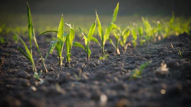 Εγγραφή στο Φυτοϋγειονομικό Μητρώο επαγγελματιών