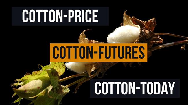 Πέφτει η τιμή στο Βαμβάκι – «Φούσκα» η τιμή άνω του 1 ευρώ το κιλό