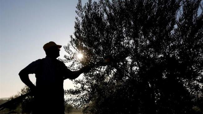 Οι αγρότες στην Κόρδοβα φοβούνται τις μόνιμες επιπτώσεις της παρατεταμένης ξηρασίας