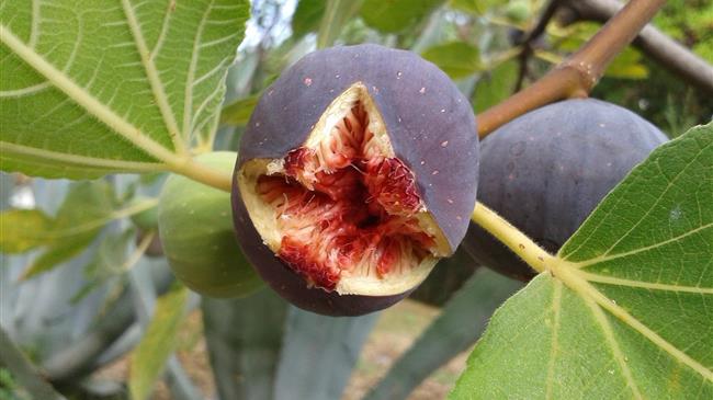 Μέχρι 15 Δεκεμβρίου οι αιτήσεις επιχορήγησης πυρόπληκτων επιχειρήσεων εμπορίας σύκων της Εύβοιας