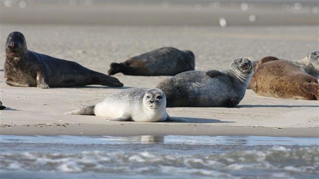 Τουλάχιστον 2.500 φώκιες βρέθηκαν νεκρές σε όχθες της Κασπίας Θάλασσας
