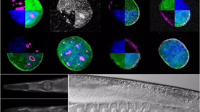 Νέο μοριακό μηχανισμό που ρυθμίζει τη γήρανση και την αναπαραγωγή αποκάλυψαν ερευνητές του ΙΤΕ
