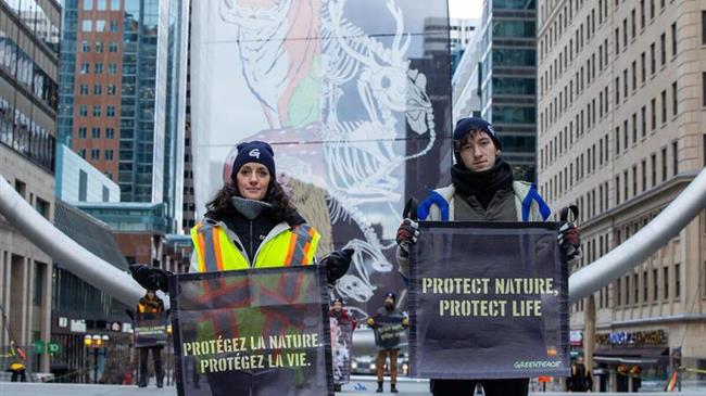 Η Greenpeace ζητά πραγματική προστασία της βιοποικιλότητας στην τελευταία εβδομάδα της COP15 στο Μόντρεαλ του Καναδά
