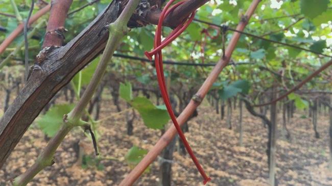 ΟΠΕΚΕΠΕ: Δόθηκε παράταση για την υποβολή παραστατικών πληρωμής για το ΚΟΜΦΟΥΖΙΟ