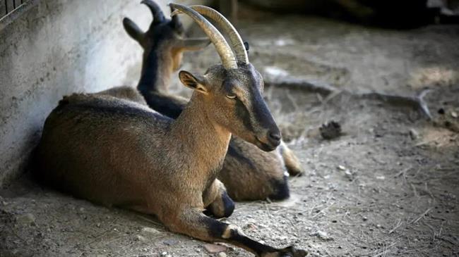 Καταδίκη δασοφύλακα στην Κρήτη: Πουλούσε λαθραία κρι κρι στην Ήπειρο – Ανταλλαγή με ελάφια