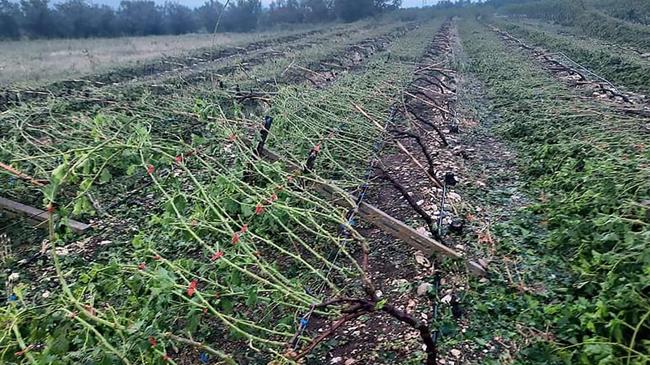 Σύσκεψη για τη χαμένη σοδειά λόγω κακοκαιρίας πραγματοποιήθηκε στο Δήμο Παγγαίου