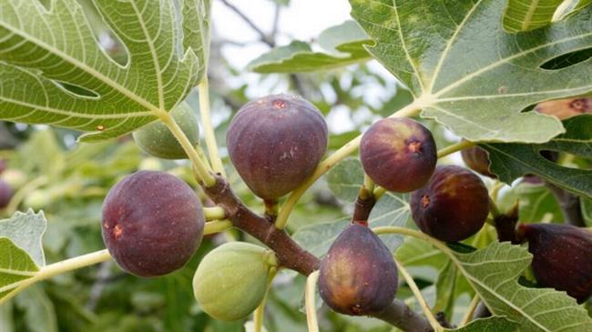 Ενισχύσεις 360 ευρώ/στρέμμα στους συκοπαραγωγούς Μαρκοπούλου-Μεσογαίας της Αττικής